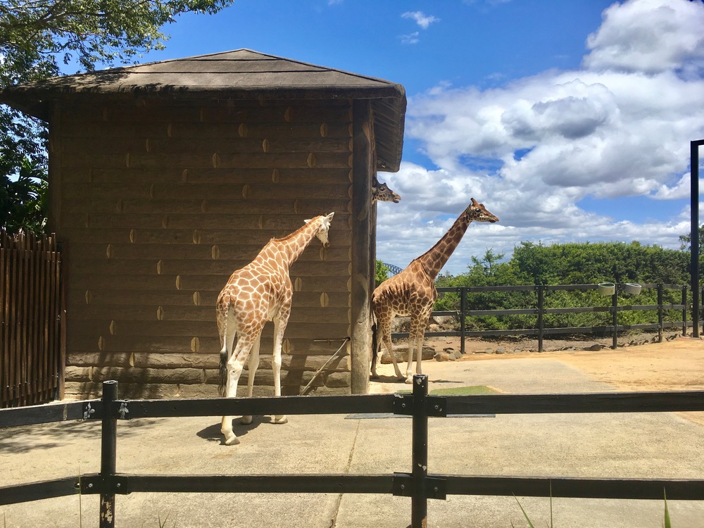 Two giraffes by their house in the zoo