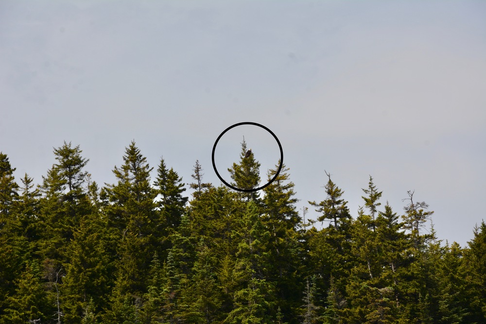 Encircled the bald eagle sitting on the peak of the Christmas trees