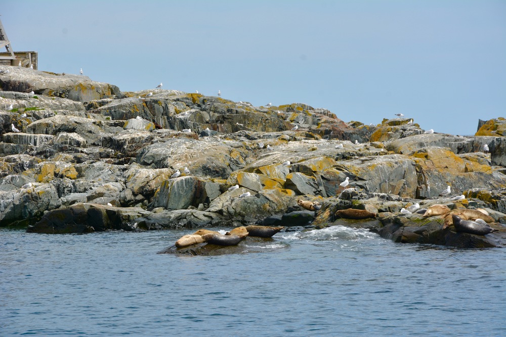 Seals lying on the rocks by the Egg Rock Lighthouse
